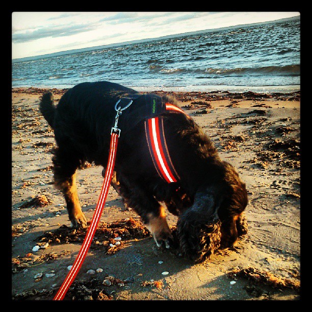 Nytrimmad på stranden